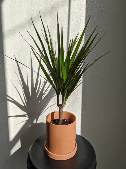 Terracotta Planter with Flat Saucer